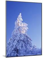 California, Cleveland Nf, Laguna Mountains, Snow Covered Pine Tree-Christopher Talbot Frank-Mounted Photographic Print