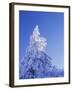 California, Cleveland Nf, Laguna Mountains, Snow Covered Pine Tree-Christopher Talbot Frank-Framed Photographic Print