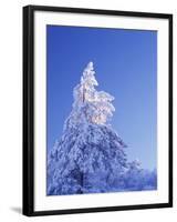 California, Cleveland Nf, Laguna Mountains, Snow Covered Pine Tree-Christopher Talbot Frank-Framed Photographic Print