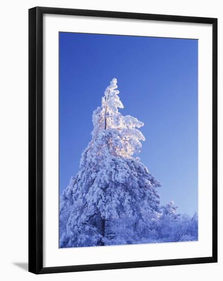 California, Cleveland Nf, Laguna Mountains, Snow Covered Pine Tree-Christopher Talbot Frank-Framed Photographic Print