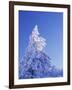 California, Cleveland Nf, Laguna Mountains, Snow Covered Pine Tree-Christopher Talbot Frank-Framed Photographic Print