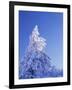 California, Cleveland Nf, Laguna Mountains, Snow Covered Pine Tree-Christopher Talbot Frank-Framed Photographic Print