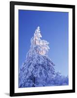 California, Cleveland Nf, Laguna Mountains, Snow Covered Pine Tree-Christopher Talbot Frank-Framed Photographic Print