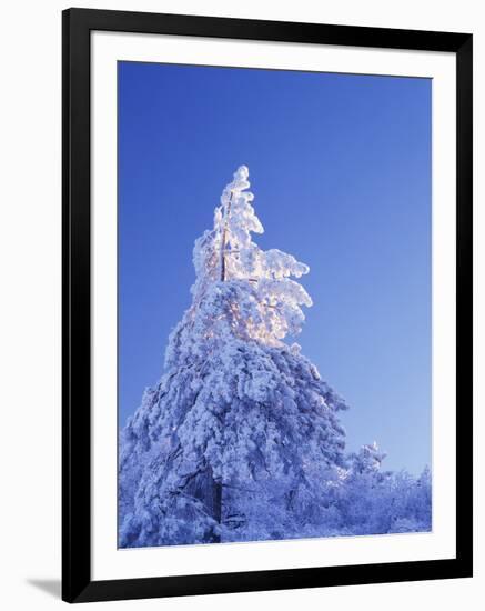 California, Cleveland Nf, Laguna Mountains, Snow Covered Pine Tree-Christopher Talbot Frank-Framed Photographic Print