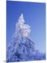 California, Cleveland Nf, Laguna Mountains, Snow Covered Pine Tree-Christopher Talbot Frank-Mounted Photographic Print