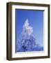 California, Cleveland Nf, Laguna Mountains, Snow Covered Pine Tree-Christopher Talbot Frank-Framed Photographic Print