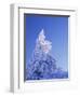 California, Cleveland Nf, Laguna Mountains, Snow Covered Pine Tree-Christopher Talbot Frank-Framed Photographic Print