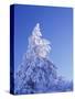 California, Cleveland Nf, Laguna Mountains, Snow Covered Pine Tree-Christopher Talbot Frank-Stretched Canvas