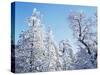 California, Cleveland Nf, Laguna Mts, Snow Covered Pine and Oak-Christopher Talbot Frank-Stretched Canvas