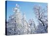 California, Cleveland Nf, Laguna Mts, Snow Covered Pine and Oak-Christopher Talbot Frank-Stretched Canvas