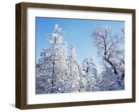 California, Cleveland Nf, Laguna Mts, Snow Covered Pine and Oak-Christopher Talbot Frank-Framed Premium Photographic Print