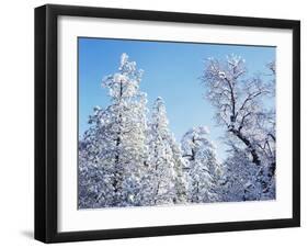 California, Cleveland Nf, Laguna Mts, Snow Covered Pine and Oak-Christopher Talbot Frank-Framed Premium Photographic Print