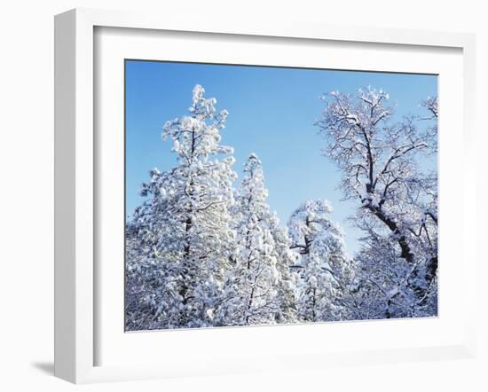 California, Cleveland Nf, Laguna Mts, Snow Covered Pine and Oak-Christopher Talbot Frank-Framed Premium Photographic Print