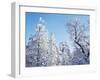 California, Cleveland Nf, Laguna Mts, Snow Covered Pine and Oak-Christopher Talbot Frank-Framed Premium Photographic Print