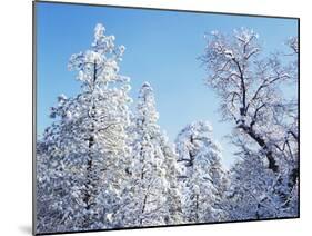 California, Cleveland Nf, Laguna Mts, Snow Covered Pine and Oak-Christopher Talbot Frank-Mounted Premium Photographic Print