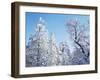 California, Cleveland Nf, Laguna Mts, Snow Covered Pine and Oak-Christopher Talbot Frank-Framed Photographic Print