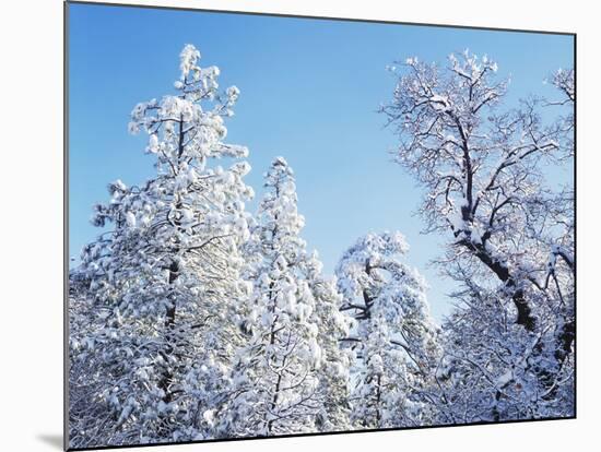 California, Cleveland Nf, Laguna Mts, Snow Covered Pine and Oak-Christopher Talbot Frank-Mounted Photographic Print