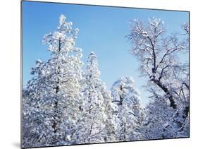 California, Cleveland Nf, Laguna Mts, Snow Covered Pine and Oak-Christopher Talbot Frank-Mounted Photographic Print