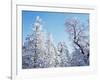 California, Cleveland Nf, Laguna Mts, Snow Covered Pine and Oak-Christopher Talbot Frank-Framed Photographic Print