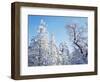 California, Cleveland Nf, Laguna Mts, Snow Covered Pine and Oak-Christopher Talbot Frank-Framed Photographic Print