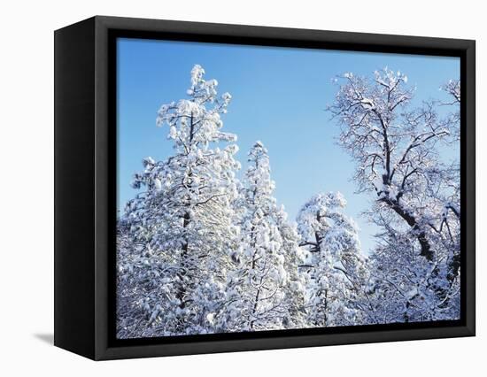 California, Cleveland Nf, Laguna Mts, Snow Covered Pine and Oak-Christopher Talbot Frank-Framed Stretched Canvas