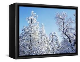 California, Cleveland Nf, Laguna Mts, Snow Covered Pine and Oak-Christopher Talbot Frank-Framed Stretched Canvas