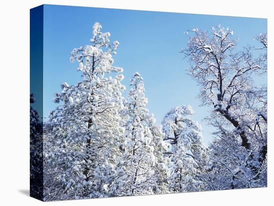 California, Cleveland Nf, Laguna Mts, Snow Covered Pine and Oak-Christopher Talbot Frank-Stretched Canvas