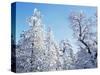 California, Cleveland Nf, Laguna Mts, Snow Covered Pine and Oak-Christopher Talbot Frank-Stretched Canvas