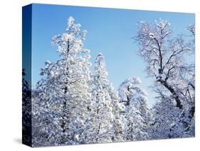 California, Cleveland Nf, Laguna Mts, Snow Covered Pine and Oak-Christopher Talbot Frank-Stretched Canvas