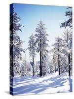 California, Cleveland Nf, Laguna Mts, Sunrise on a Winter Morning-Christopher Talbot Frank-Stretched Canvas