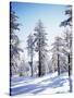 California, Cleveland Nf, Laguna Mts, Sunrise on a Winter Morning-Christopher Talbot Frank-Stretched Canvas