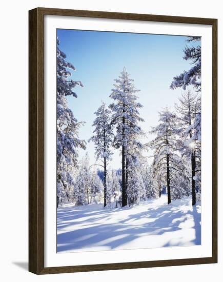 California, Cleveland Nf, Laguna Mts, Sunrise on a Winter Morning-Christopher Talbot Frank-Framed Premium Photographic Print