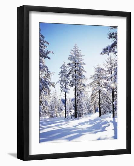 California, Cleveland Nf, Laguna Mts, Sunrise on a Winter Morning-Christopher Talbot Frank-Framed Photographic Print