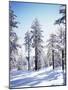 California, Cleveland Nf, Laguna Mts, Sunrise on a Winter Morning-Christopher Talbot Frank-Mounted Photographic Print