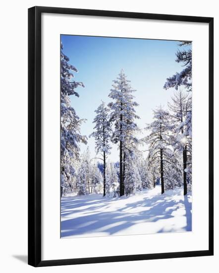 California, Cleveland Nf, Laguna Mts, Sunrise on a Winter Morning-Christopher Talbot Frank-Framed Photographic Print