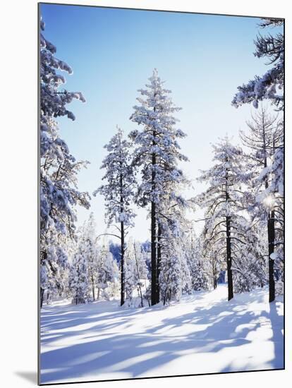 California, Cleveland Nf, Laguna Mts, Sunrise on a Winter Morning-Christopher Talbot Frank-Mounted Photographic Print