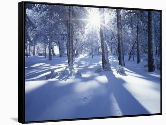California, Cleveland Nf, Laguna Mts, Suns Rays and Animal Tracks-Christopher Talbot Frank-Framed Stretched Canvas