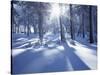 California, Cleveland Nf, Laguna Mts, Suns Rays and Animal Tracks-Christopher Talbot Frank-Stretched Canvas