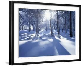 California, Cleveland Nf, Laguna Mts, Suns Rays and Animal Tracks-Christopher Talbot Frank-Framed Photographic Print