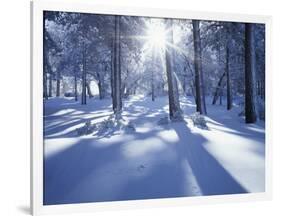 California, Cleveland Nf, Laguna Mts, Suns Rays and Animal Tracks-Christopher Talbot Frank-Framed Photographic Print