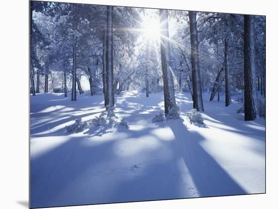 California, Cleveland Nf, Laguna Mts, Suns Rays and Animal Tracks-Christopher Talbot Frank-Mounted Photographic Print