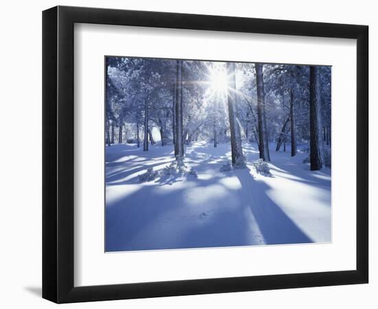 California, Cleveland Nf, Laguna Mts, Suns Rays and Animal Tracks-Christopher Talbot Frank-Framed Photographic Print