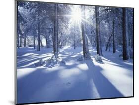 California, Cleveland Nf, Laguna Mts, Suns Rays and Animal Tracks-Christopher Talbot Frank-Mounted Photographic Print