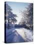 California, Cleveland Nf, Laguna Mts, Winter Morning Along a Highway-Christopher Talbot Frank-Stretched Canvas