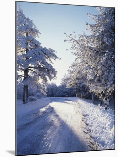 California, Cleveland Nf, Laguna Mts, Winter Morning Along a Highway-Christopher Talbot Frank-Mounted Premium Photographic Print