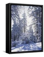 California, Cleveland Nf, Laguna Mts, Winter Sunrise in Forest-Christopher Talbot Frank-Framed Stretched Canvas