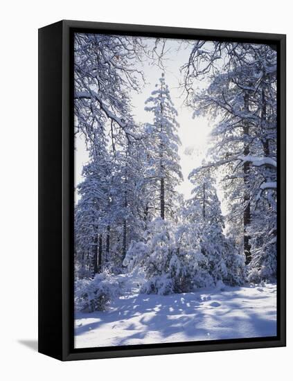 California, Cleveland Nf, Laguna Mts, Winter Sunrise in Forest-Christopher Talbot Frank-Framed Stretched Canvas