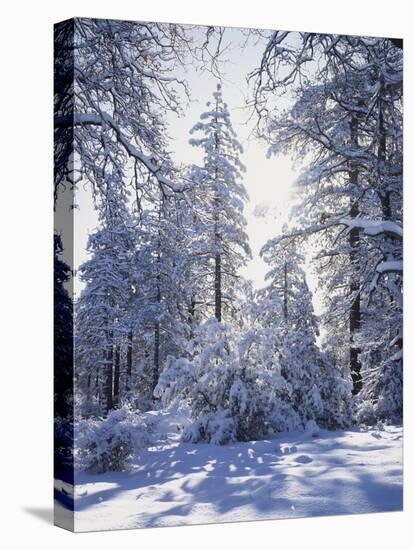 California, Cleveland Nf, Laguna Mts, Winter Sunrise in Forest-Christopher Talbot Frank-Stretched Canvas