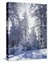 California, Cleveland Nf, Laguna Mts, Winter Sunrise in Forest-Christopher Talbot Frank-Stretched Canvas