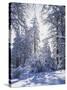 California, Cleveland Nf, Laguna Mts, Winter Sunrise in Forest-Christopher Talbot Frank-Stretched Canvas